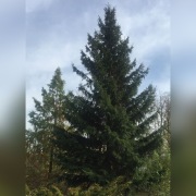 ŚWIERK ZIELONY CHOINKA GIGANT 4 LUB 6 LUB 12 M WWA