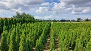 Tuja Thuja Szmaragd Żywopłot od 100 cm iglaki