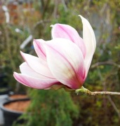 MAGNOLIA TORO * DUŻY OKAZ * CUDO