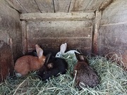 Sprzedam młode króliki