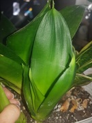 Sansevieria sansewieria hahnii Black Dragon maluch