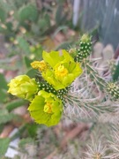 CYLINDROPUNTIA WHIPLEII - CIĘTA 10CM