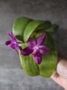 Phalaenopsis Mok Choi Yew x violacea Indigo