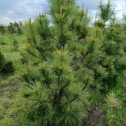 sosna wejmutka 200-250 cm