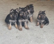 Owczarek niemiecki szczeniak pies 