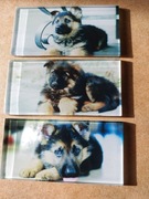 Mozaika szklana prostokąty 4,5x9,8cm nadruk na szkle MAŁY PIESEK