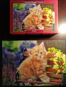 Puzzle Castorland 500 elementów Ginger Kitten (Rudy kotek)