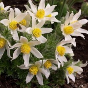 Sasanka biała Alba don