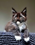 Maine coon, śliczna kotka czarna z białym