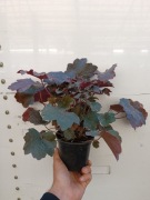 Żurawka purple palace don. 11 cm