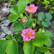 Poziomka / Fragaria Pink Panda