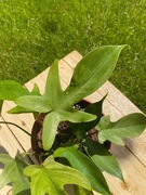 Philodendron Florida Ghost Mint Variegata