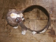 Stary żeliwny stojak na miskę dla psa - psiak