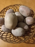 Ekologiczne ziemniaki na pierogi 