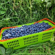 Borówka amerykańska 