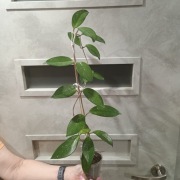 Hoja Hoya Carnosa
