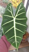 Alocasia Alokazja Micholitziana Frydek bulwy 1-2 cm + heatpack
