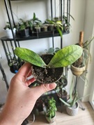 Hoya  lobbi creme, ukorzeniona