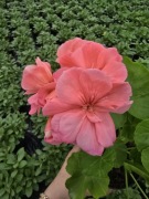 Pelargonia caliope - Soft Coral