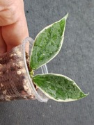Hoya polyneura albomarginata - sadzonka ukorzeniona 