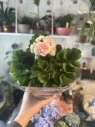 Pelargonia pełna (różowa) - dekoracyjna i długo kwitnąca 