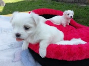 Maltańczyk malutki piesek z linii Koreańskich ZKWP FCI 