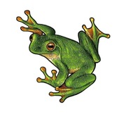 Puzzle drewniane 3D układanka Żaba christmas prezent na święta Zwierzęta 