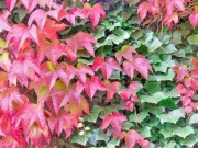 Pnącze bluszcz Winobluszcz japoński duze sadzonki