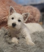 West highland white terrier 