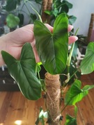Philodendron Nangaritense 