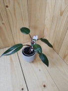 Philodendron Red Anderson 