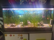 Akwarium 112l 80x35x40 zestaw 