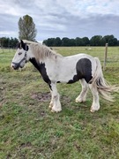 Sprzedam konia rasy tinker 