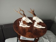 Poroże trofea parostki koziołki  nie ocenione