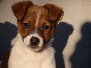 Jack Russell Terrier # COOKIE Smartie Jacks # pure breed male