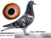 Oryginał Jelle Roziers linia Houben lub młode