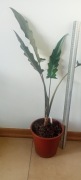 Alocasia lauterbachiana