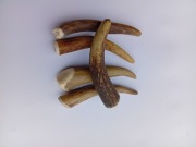 Poroże jelenia 5szt 