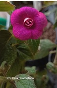 Achimenesy kłącze RF's Pink Chameleon