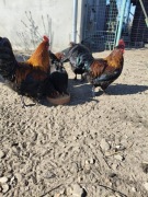 Jajka lęgowe kur marans