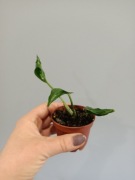 Epipremnum godzilla