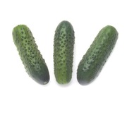 Ogórek Sonate F1 - Nasiona Holenderskie