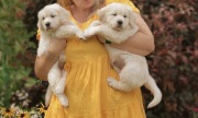 Sprzedam suczkę rasy golden retriever ZkwP/FCI 