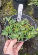 Wiązówka Variegata 2l donica
