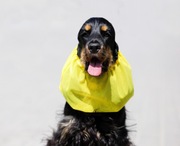 SNOOD siatkowy Hug me  Cocker Springer Spaniel żółty czapka