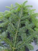 stroisz, gałęzie jodły kaukaskiej