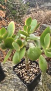 Grubosz Crassula Maruba