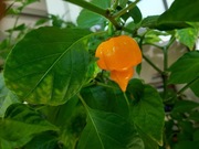 Carolina Reaper Yellow, 10 nasion