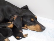 pinczer średni - szczeniaki (FCI)