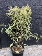 Unikatowy Ligustr Muesli. Cudowne liście